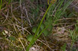 Kis holdruta (Botrychium lunaria)