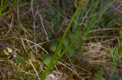 Kis holdruta (Botrychium lunaria)
