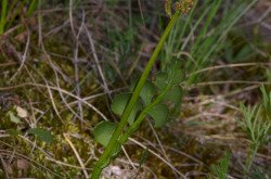 Kis holdruta (Botrychium lunaria)
