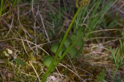 Kis holdruta (Botrychium lunaria)