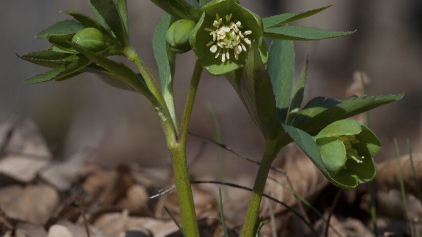 Kisvirágú hunyor (Helleborus dumetorum)