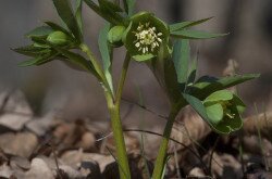 Kisvirágú hunyor (Helleborus dumetorum)