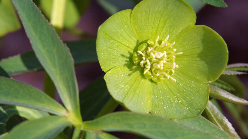 kisvirágú hunyor (Helleborus dumetorum)