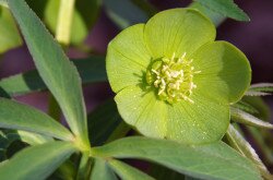 kisvirágú hunyor (Helleborus dumetorum)