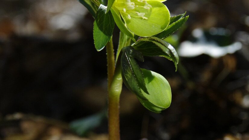 Kisvirágú hunyor (Helleborus dumetorum)