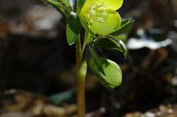 Kisvirágú hunyor (Helleborus dumetorum)