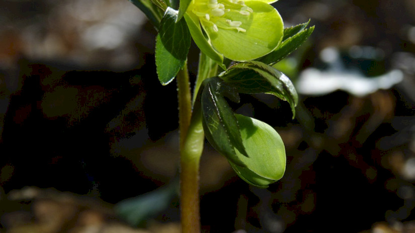 Kisvirágú hunyor (Helleborus dumetorum)