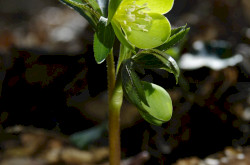 Kisvirágú hunyor (Helleborus dumetorum)