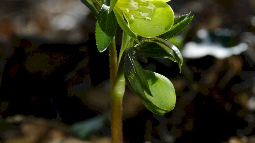 Kisvirágú hunyor (Helleborus dumetorum)