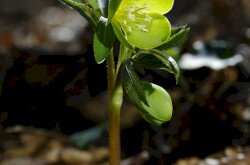Kisvirágú hunyor (Helleborus dumetorum)