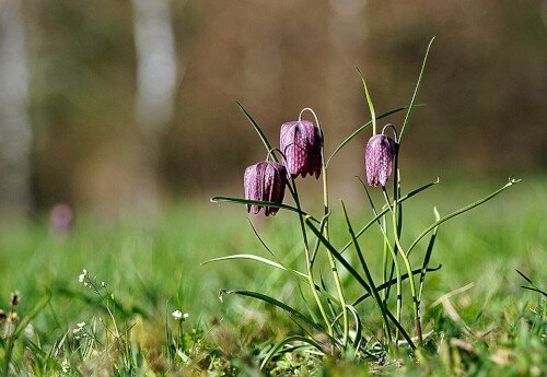 Fókuszban a kockásliliom - fotóstúra