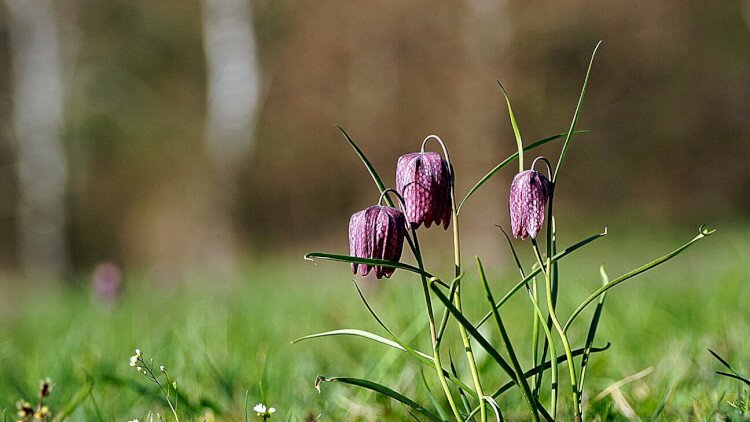 Fókuszban a kockásliliom - fotóstúra
