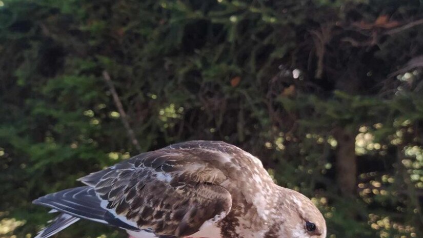 Kőforgató madár kézben tartva