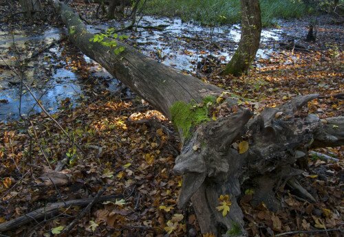 Téli túrák nemzeti parkjainkban – Túra a Balatonfüredi-erdő TT 40. évfordulója alkalmából