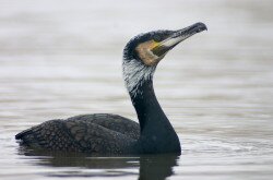 kormorán (Phalacrocorax carbo)