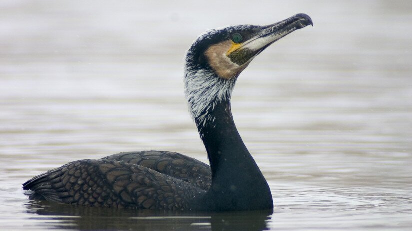 kormorán (Phalacrocorax carbo)