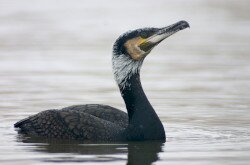 kormorán (Phalacrocorax carbo)