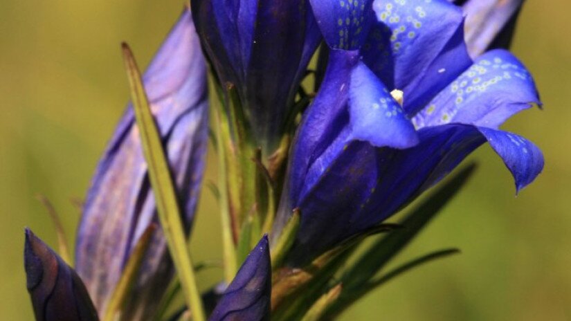 Kornicstárnics (Gentiana pneumonanthe)