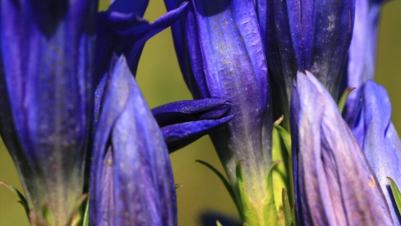 Kornistárnics (Gentiana pneumonanthe)