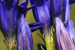 Kornistárnics (Gentiana pneumonanthe)