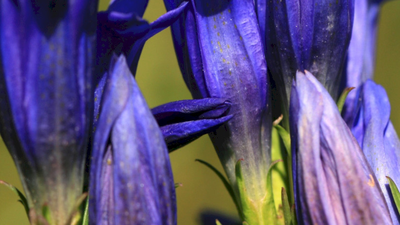 Kornistárnics (Gentiana pneumonanthe)