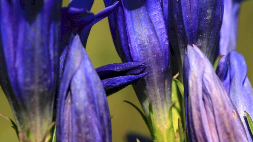 Kornistárnics (Gentiana pneumonanthe)