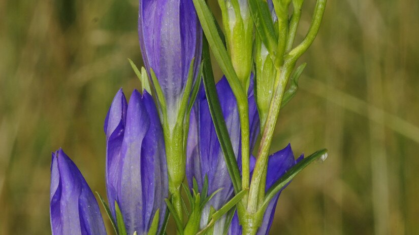 Kornistárnics (Gentiana pneumonanthe)