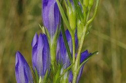 Kornistárnics (Gentiana pneumonanthe)