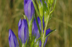 Kornistárnics (Gentiana pneumonanthe)