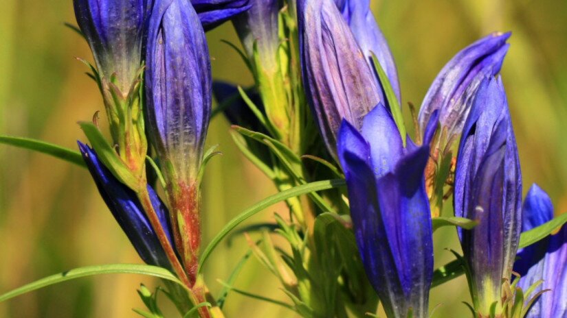 Kornistárnics  (Gentiana pneumonanthe)