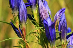 Kornistárnics  (Gentiana pneumonanthe)