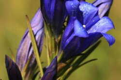 Kornistárnics (Gentiana pneumonanthe)