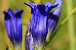 Kornistárnics (Gentiana pneumonanthe)