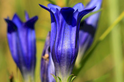 Kornistárnics (Gentiana pneumonanthe)