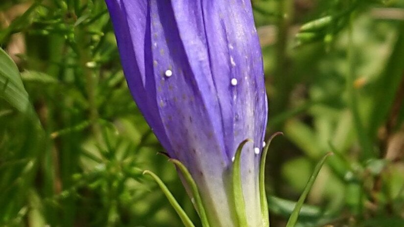 Kornistárnics (Gentiana pneumonanthe)