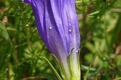 Kornistárnics (Gentiana pneumonanthe)