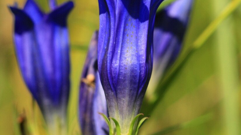 Kornistárnics (Gentiana pneumonanthe)