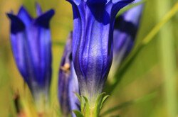 Kornistárnics (Gentiana pneumonanthe)