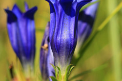 Kornistárnics (Gentiana pneumonanthe)