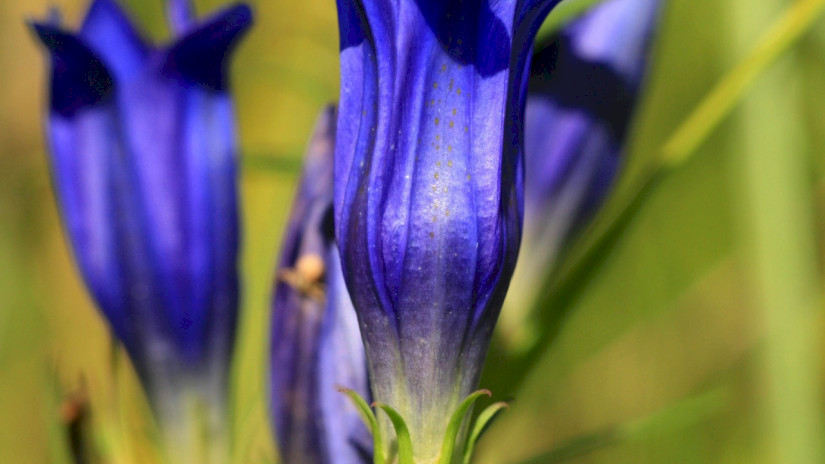 Kornistárnics (Gentiana pneumonanthe)