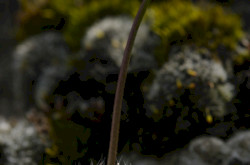 Kövér daravirág (Draba lasiocarpa)