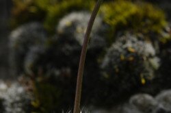 Kövér daravirág (Draba lasiocarpa)