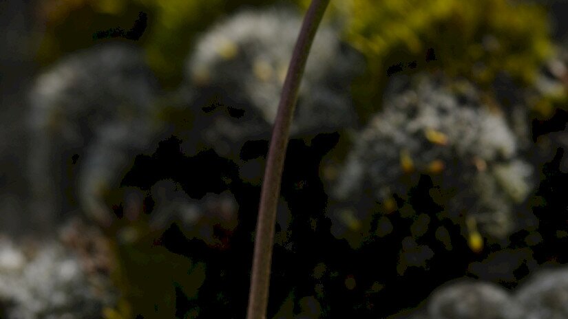 Kövér daravirág (Draba lasiocarpa)