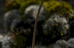 Kövér daravirág (Draba lasiocarpa)