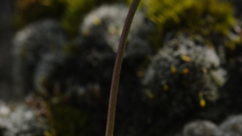 Kövér daravirág (Draba lasiocarpa)