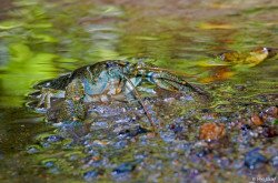 Kövi rák - Bakonybél / Fotó: Vers József (BfNPI)