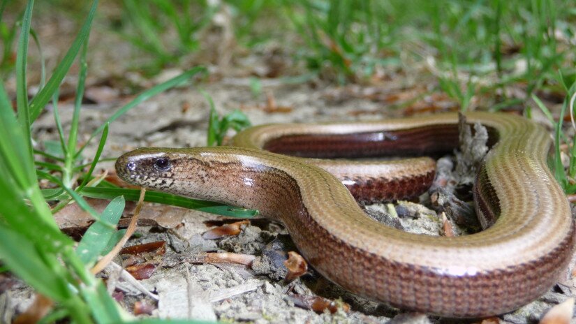 Közönséges lábatlangyík (Anguis fragilis)