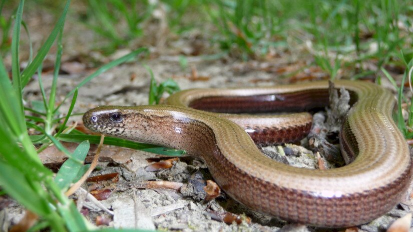 Közönséges lábatlangyík (Anguis fragilis)