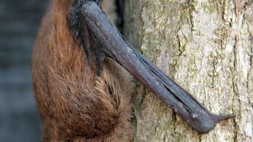 Közönséges törpedenevér (Pipistrellus pipistrellus)