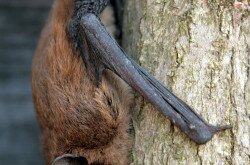 Közönséges törpedenevér (Pipistrellus pipistrellus)